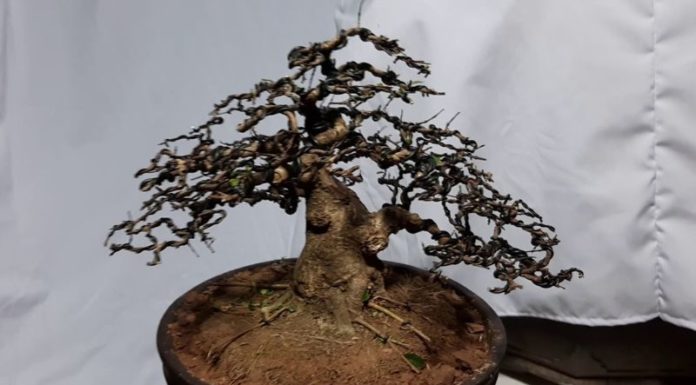 The Top 20 Desktop Bonsai Trees for Good Feng Shui