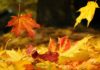 The Splendor of Autumn: Captivating Poetry, Quotations and Musings for the Soul
