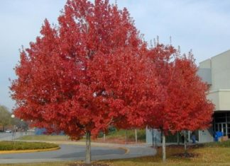 The Captivating World of Red-Hued Plants: A Garden Decor Dream