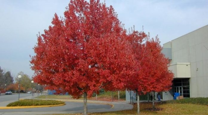 The Captivating World of Red-Hued Plants: A Garden Decor Dream