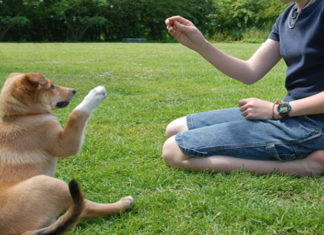 The Ultimate Guide to At-Home Dog Training: A Comprehensive A-Z