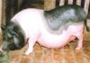 The Ultimate Guide to Vietnam’s Unique Pig Breeds