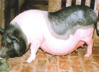 The Ultimate Guide to Vietnam’s Unique Pig Breeds
