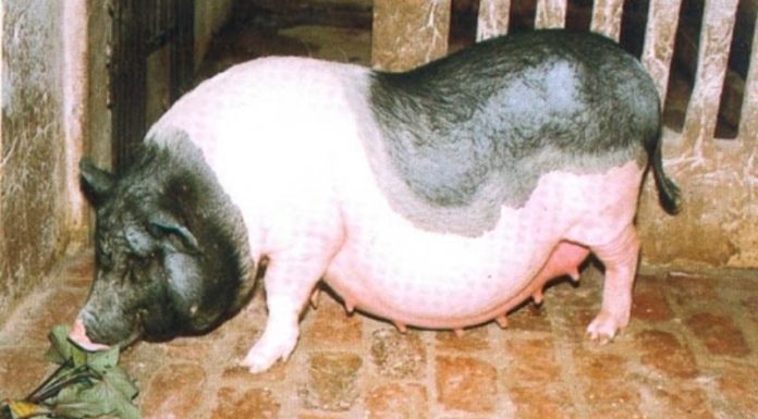 The Ultimate Guide to Vietnam’s Unique Pig Breeds