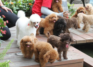 The 10 Most Adorable Dog Breeds on the Planet