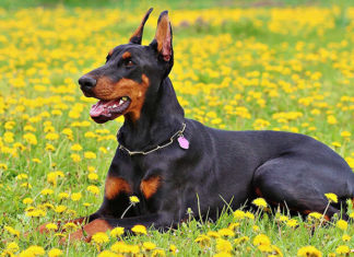 The Top 10 Brainiest Breeds of Dogs