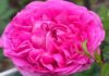 The World’s 10 Most Enchanting Fragrant Roses