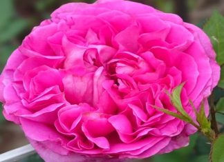 The World’s 10 Most Enchanting Fragrant Roses