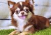 The Top 13 Adorable Fluffy Dogs: Easy to Keep, Hard to Resist