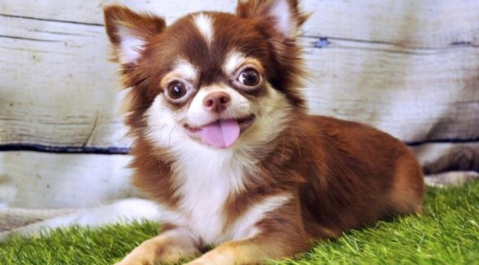 The Top 13 Adorable Fluffy Dogs: Easy to Keep, Hard to Resist