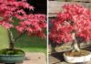 The Top 20 Most Beautiful Bonsai Trees in Vietnam: Perfect for Feng Shui