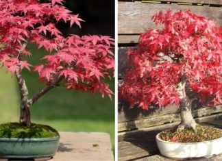The Top 20 Most Beautiful Bonsai Trees in Vietnam: Perfect for Feng Shui