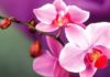The World’s 20 Most Beautiful Flowers: A Native Vietnamese Beauty Included