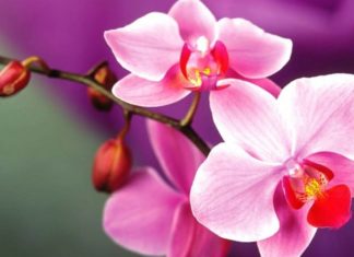 The World’s 20 Most Beautiful Flowers: A Native Vietnamese Beauty Included