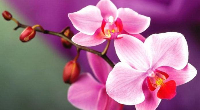 The World’s 20 Most Beautiful Flowers: A Native Vietnamese Beauty Included