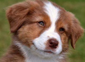 The Ultimate Guide to 25 Astonishing Facts About Man’s Best Friend