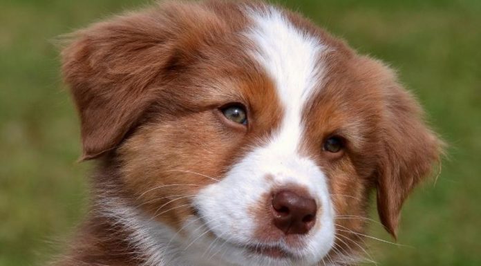 The Ultimate Guide to 25 Astonishing Facts About Man’s Best Friend