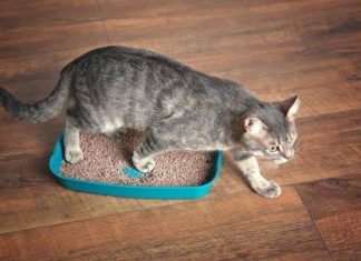 The Ultimate Guide: 4 Best Litter Sands for Maneki Neko Cats