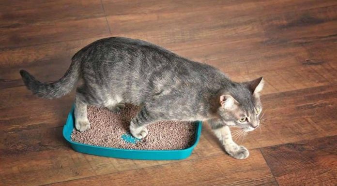 The Ultimate Guide: 4 Best Litter Sands for Maneki Neko Cats