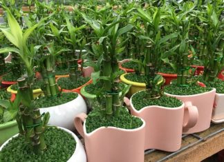 The Top 5 Most Beautiful and Popular Indoor Bamboo Plants