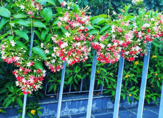 The Top 20 Sun-Loving Climbing Plants to Adorn Your Home’s Entrance