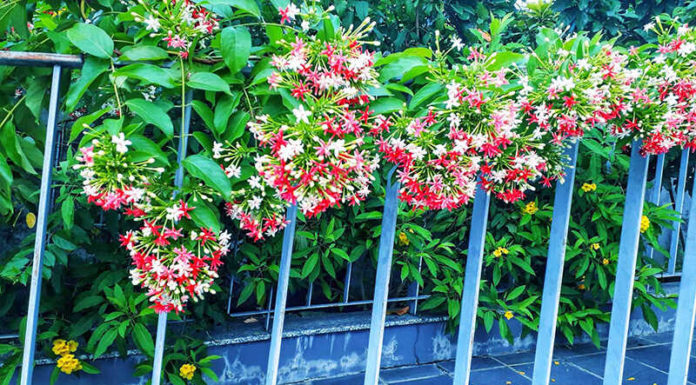 The Top 20 Sun-Loving Climbing Plants to Adorn Your Home’s Entrance