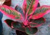 The Ultimate Guide to 60 Stunning and Easy-to-Grow Houseplants with Colorful Foliage