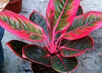 The Ultimate Guide to 60 Stunning and Easy-to-Grow Houseplants with Colorful Foliage