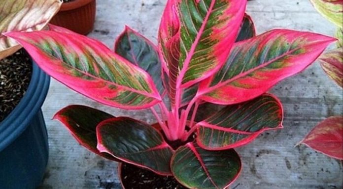 The Ultimate Guide to 60 Stunning and Easy-to-Grow Houseplants with Colorful Foliage