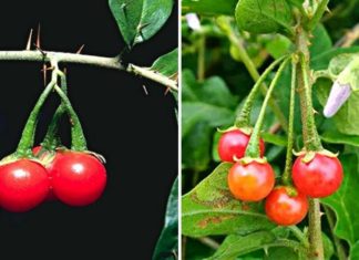 The Ultimate Guide to Vietnam’s 7 Most Powerful Medicinal Plants