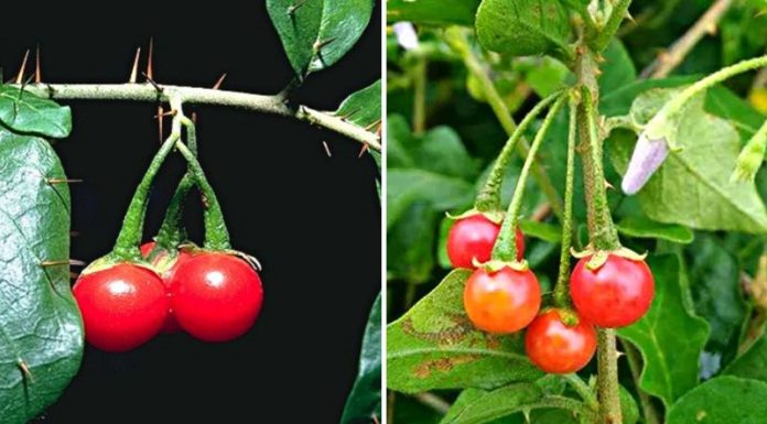 The Ultimate Guide to Vietnam’s 7 Most Powerful Medicinal Plants