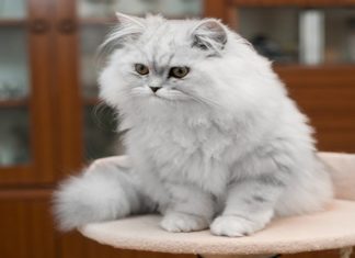 The 9 Most Beautiful and Popular Cat Breeds in Vietnam