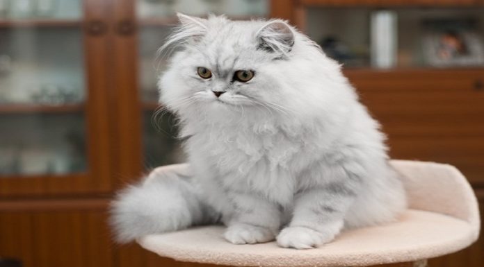 The 9 Most Beautiful and Popular Cat Breeds in Vietnam