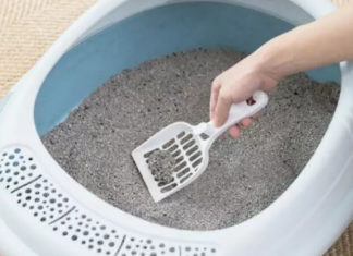 The Ultimate Guide to the Best and Most Attractive Dog Toilet Trays on the Market