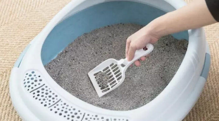 The Ultimate Guide to the Best and Most Attractive Dog Toilet Trays on the Market