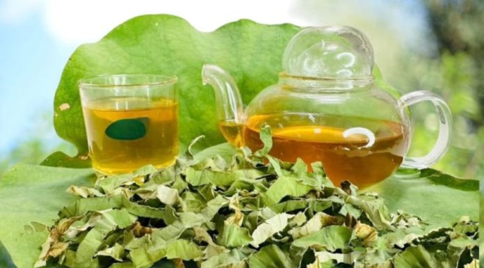 How to Use Lotus Leaf Tea for Safe and Effective Weight Loss