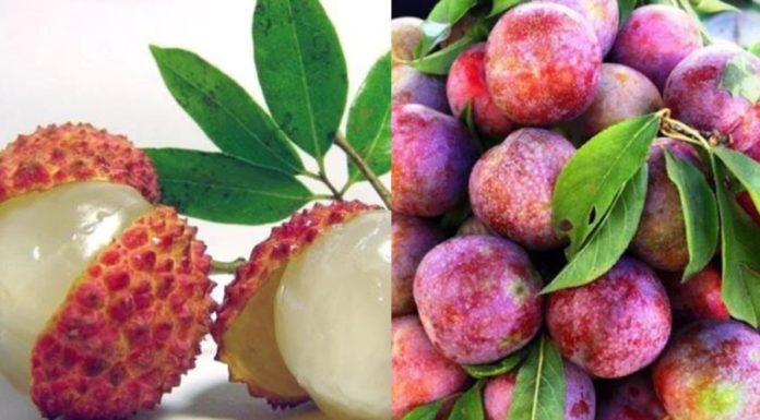 Why Do Some People Break Out in Pimples After Eating Apricots, Mangoes, Jackfruit, and Other Tropical Fruits? Is it Because These Fruits are Considered “Heating”?