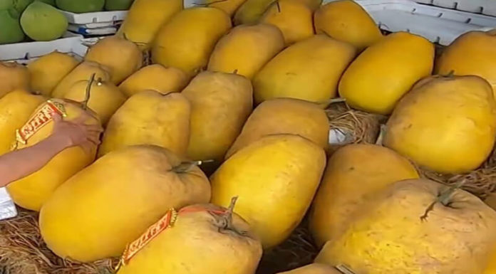 The Magic of the North: Unveiling the Ky Da Fruit’s Journey and Its New Southern Identity