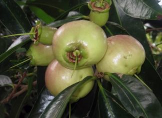 The Unknown Delicacy – A Sweet Treat Worth Discovering