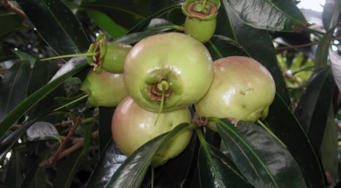 The Unknown Delicacy – A Sweet Treat Worth Discovering