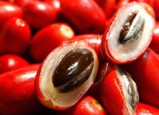 What is the Miracle Fruit? Benefits, Where to Buy, and Cost.