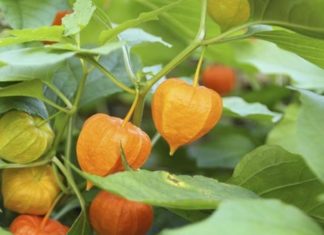 What is the Mysterious ‘Trái Thù Lù’ Fruit That Commands a Price of 400,000 VND per Kilo?