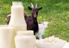 Is Goat Milk Good for Infants? Unveiling the Benefits of Goat Milk for Newborns