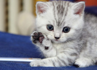 Sterilizing Male Cats: A Guide to Post-Procedure Care