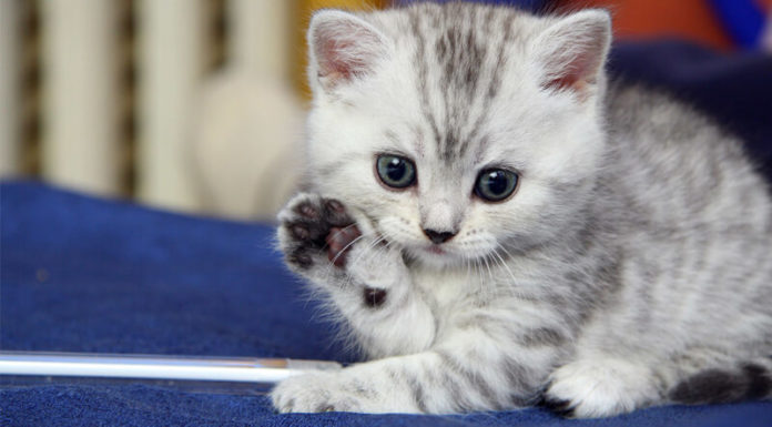 Sterilizing Male Cats: A Guide to Post-Procedure Care