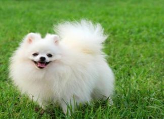 The Benefits of Spaying Your Female Dog: A Guide for Pet Owners