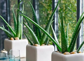 The Top 5 Trees to Plant for a Cool, Breezy Home