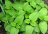 The Ultimate Guide to Growing 6 Mosquito-Repelling Herbs Indoors: Spice Up Your Meals and Keep Pests at Bay