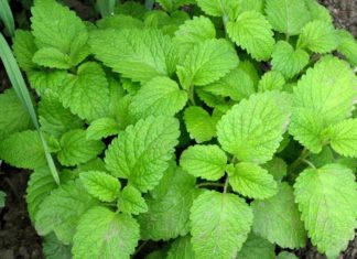 The Ultimate Guide to Growing 6 Mosquito-Repelling Herbs Indoors: Spice Up Your Meals and Keep Pests at Bay