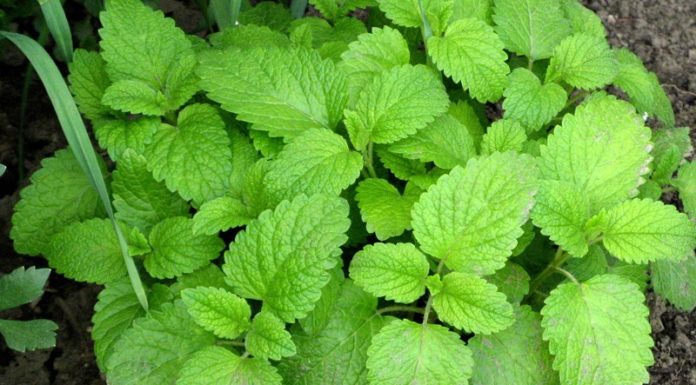 The Ultimate Guide to Growing 6 Mosquito-Repelling Herbs Indoors: Spice Up Your Meals and Keep Pests at Bay